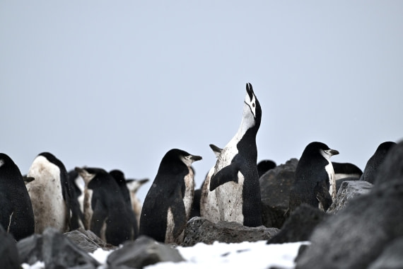 PLA20-24, Day 16, YA6_2329_20241102_7338 © Yves Adams - Oceanwide Expeditions.JPG