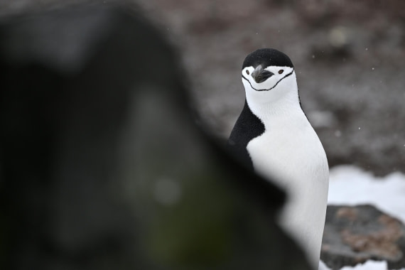 PLA20-24, Day 16, YA6_2440_20241102_7339 © Yves Adams - Oceanwide Expeditions.JPG