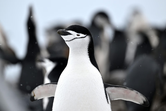 PLA20-24, Day 16, YA6_2536_20241102_7340 © Yves Adams - Oceanwide Expeditions.JPG