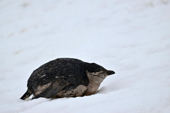 PLA20-24, Day 16, YA6_3104_20241102_7348 © Yves Adams - Oceanwide Expeditions.JPG