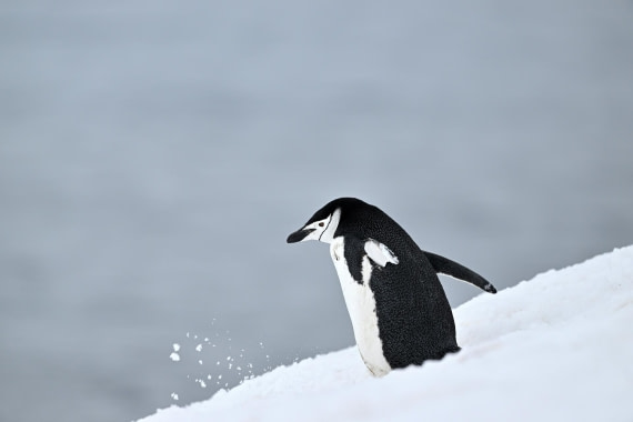 PLA20-24, Day 16, YA6_3256_20241102_7349 © Yves Adams - Oceanwide Expeditions.JPG