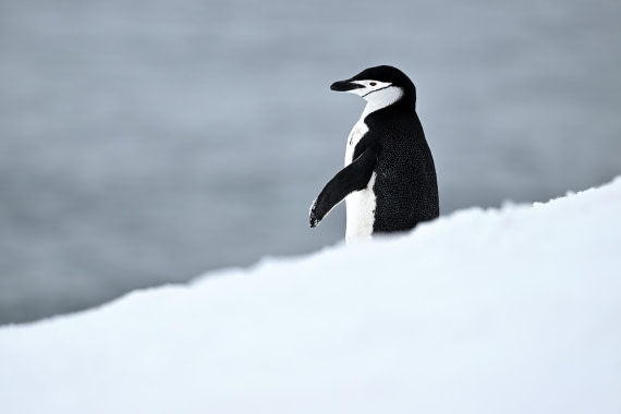 PLA20-24, Day 16, YA6_3308_20241102_7350 © Yves Adams - Oceanwide Expeditions.JPG