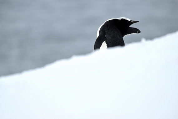 PLA20-24, Day 16, YA6_3335_20241102_7351 © Yves Adams - Oceanwide Expeditions.JPG