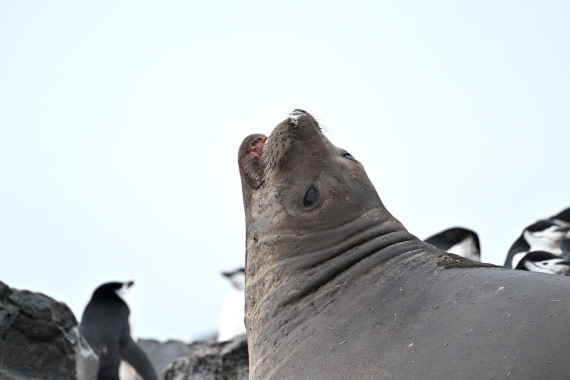 PLA20-24, Day 16, YA6_3415_20241102_7353 © Yves Adams - Oceanwide Expeditions.JPG