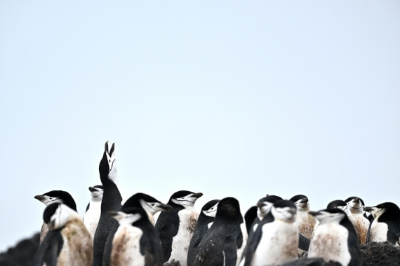 PLA20-24, Day 16, YA6_3448_20241102_7354 © Yves Adams - Oceanwide Expeditions.JPG