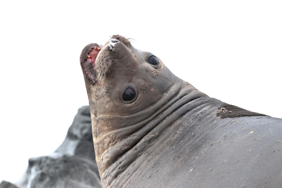 PLA20-24, Day 16, YA6_3466_20241102_7355 © Yves Adams - Oceanwide Expeditions.JPG