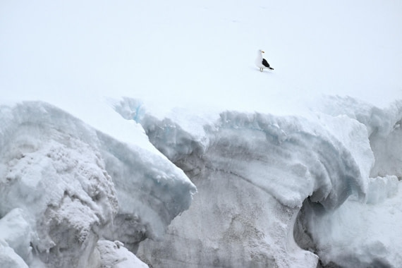 PLA20-24, Day 16, YA6_3604_20241102_7361 © Yves Adams - Oceanwide Expeditions.JPG