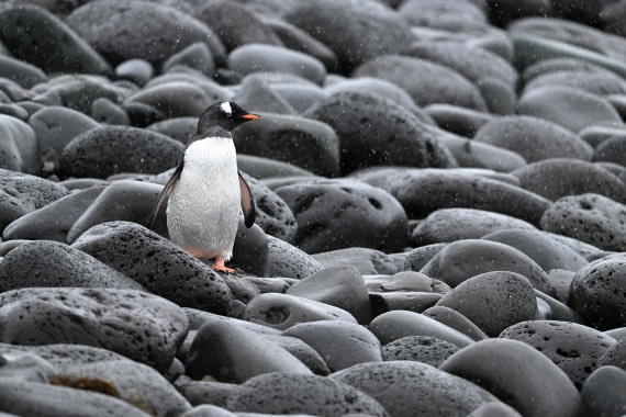 PLA20-24, Day 16, YA6_3687_20241102_7362 © Yves Adams - Oceanwide Expeditions.JPG