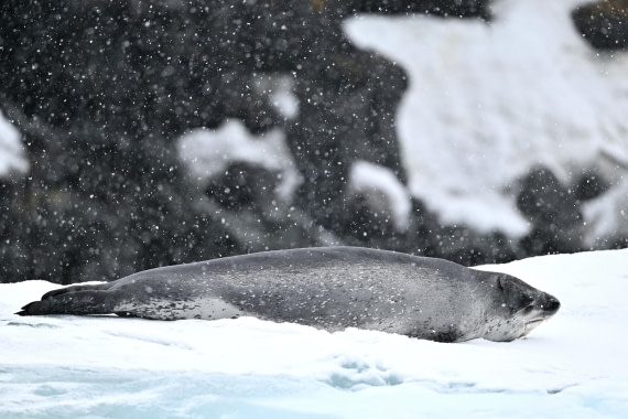 PLA20-24, Day 16, YA6_3836_20241102_7364 © Yves Adams - Oceanwide Expeditions.JPG