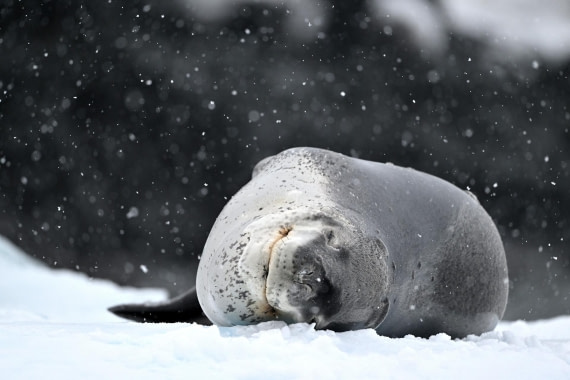 PLA20-24, Day 16, YA6_4512_20241102_7368 © Yves Adams - Oceanwide Expeditions.JPG