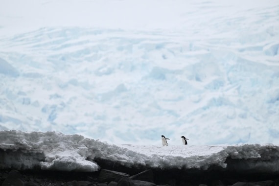 PLA20-24, Day 16, YA6_4553_20241102_7371 © Yves Adams - Oceanwide Expeditions.JPG