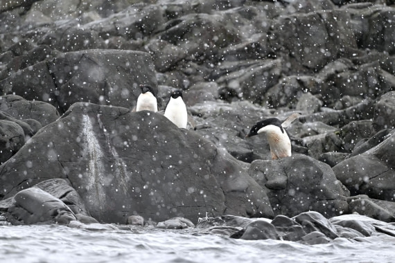 PLA20-24, Day 16, YA6_4860_20241102_7377 © Yves Adams - Oceanwide Expeditions.JPG