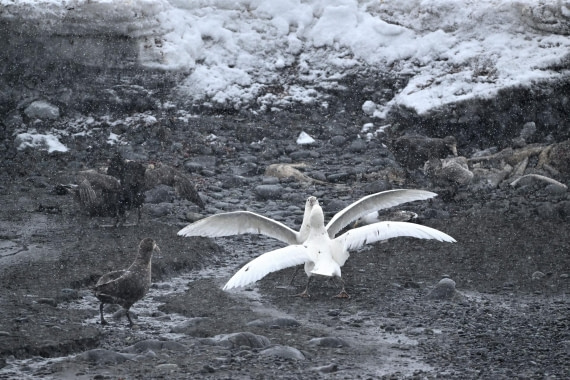 PLA20-24, Day 16, YA6_5181_20241102_7385 © Yves Adams - Oceanwide Expeditions.JPG