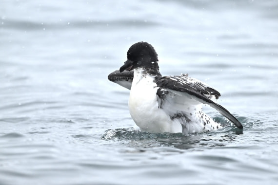 PLA20-24, Day 16, YA6_5488_20241102_7388 © Yves Adams - Oceanwide Expeditions.JPG