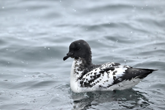 PLA20-24, Day 16, YA6_5712_20241102_7392 © Yves Adams - Oceanwide Expeditions.JPG