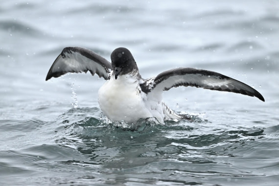 PLA20-24, Day 16, YA6_5742_20241102_7394 © Yves Adams - Oceanwide Expeditions.JPG