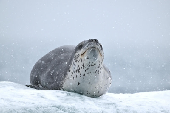 PLA20-24, Day 16, YA6_6254_20241102_7397 © Yves Adams - Oceanwide Expeditions.JPG