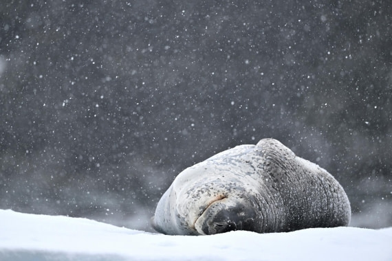 PLA20-24, Day 16, YA6_6489_20241102_7399 © Yves Adams - Oceanwide Expeditions.JPG