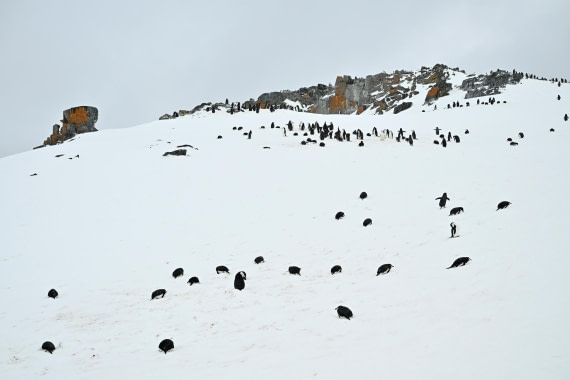 PLA20-24, Day 17, 8AY_5984_20241103_7455 © Yves Adams - Oceanwide Expeditions.JPG