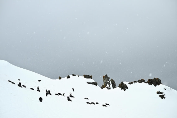 PLA20-24, Day 17, 8AY_6281_20241103_7480 © Yves Adams - Oceanwide Expeditions.JPG