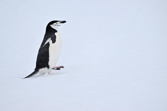 PLA20-24, Day 17, YA6_0257_20241103_7450 © Yves Adams - Oceanwide Expeditions.JPG