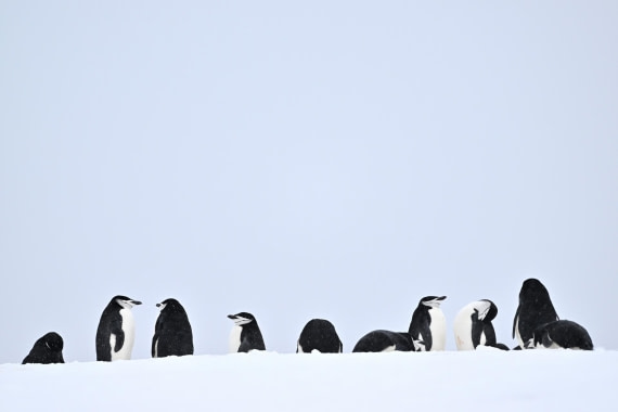 PLA20-24, Day 17, YA6_0366_20241103_7451 © Yves Adams - Oceanwide Expeditions.JPG