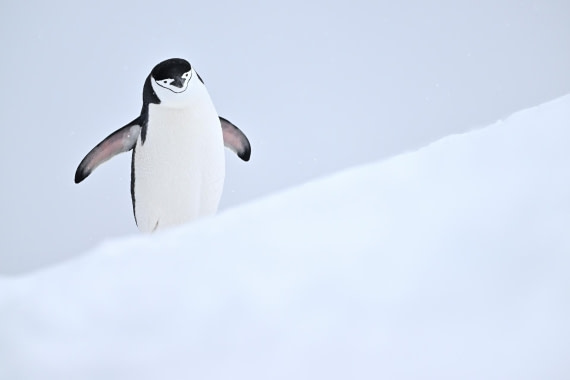 PLA20-24, Day 17, YA6_1017_20241103_7461 © Yves Adams - Oceanwide Expeditions.JPG