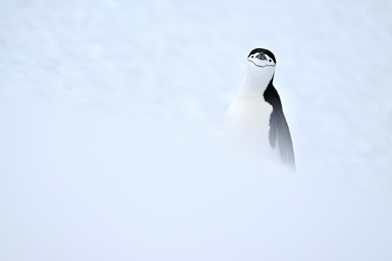 PLA20-24, Day 17, YA6_1534_20241103_7463 © Yves Adams - Oceanwide Expeditions.JPG