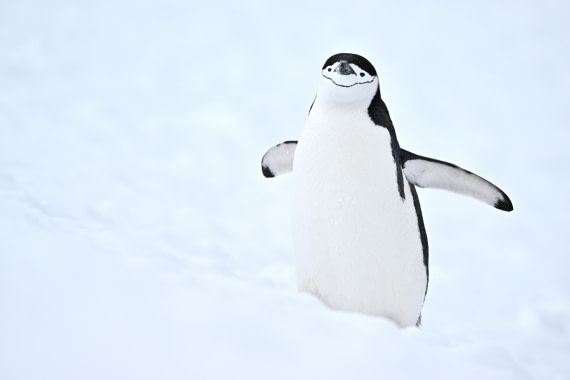 PLA20-24, Day 17, YA6_1649_20241103_7464 © Yves Adams - Oceanwide Expeditions.JPG