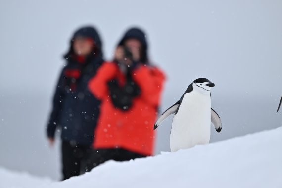 PLA20-24, Day 17, YA6_1772_20241103_7466 © Yves Adams - Oceanwide Expeditions.JPG