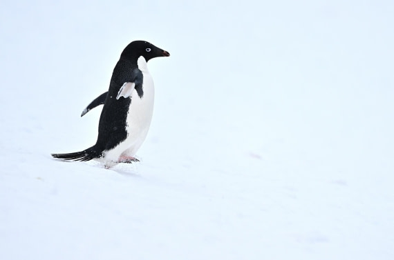PLA20-24, Day 17, YA6_2018_20241103_7468 © Yves Adams - Oceanwide Expeditions.JPG