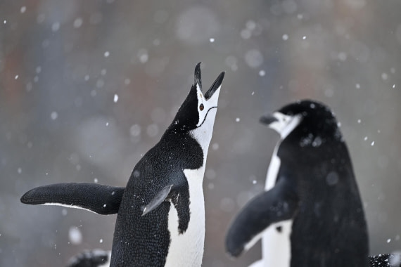 PLA20-24, Day 17, YA6_2358_20241103_7474 © Yves Adams - Oceanwide Expeditions.JPG