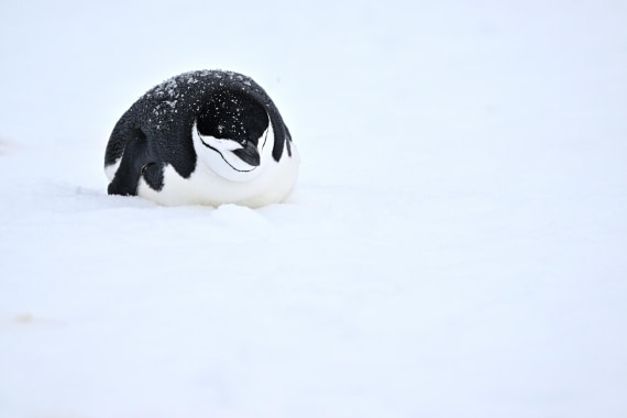 PLA20-24, Day 17, YA6_2541_20241103_7476 © Yves Adams - Oceanwide Expeditions.JPG