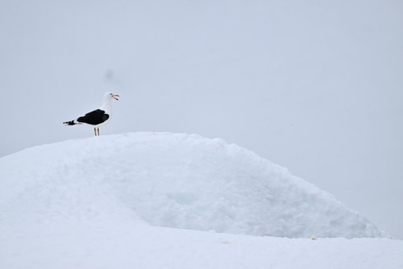 PLA20-24, Day 17, YA6_2596_20241103_7477 © Yves Adams - Oceanwide Expeditions.JPG