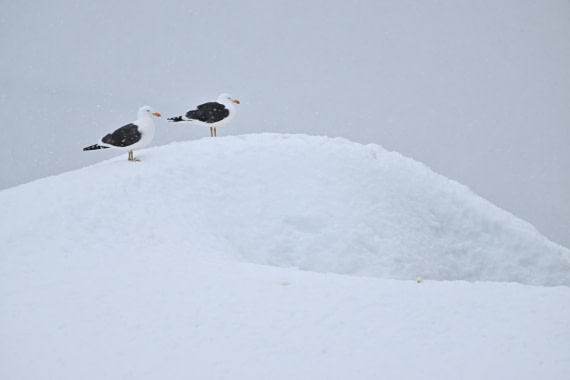PLA20-24, Day 17, YA6_2673_20241103_7479 © Yves Adams - Oceanwide Expeditions.JPG