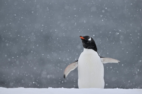 PLA20-24, Day 17, YA6_2940_20241103_7483 © Yves Adams - Oceanwide Expeditions.JPG