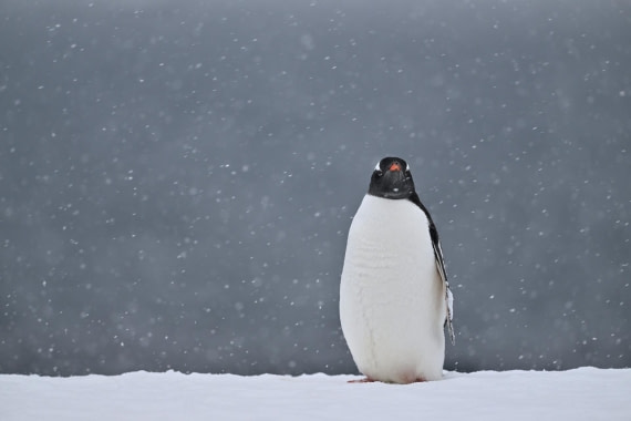 PLA20-24, Day 17, YA6_3030_20241103_7484 © Yves Adams - Oceanwide Expeditions.JPG