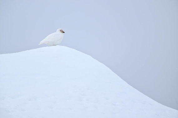 PLA20-24, Day 17, YA6_3166_20241103_7485 © Yves Adams - Oceanwide Expeditions.JPG