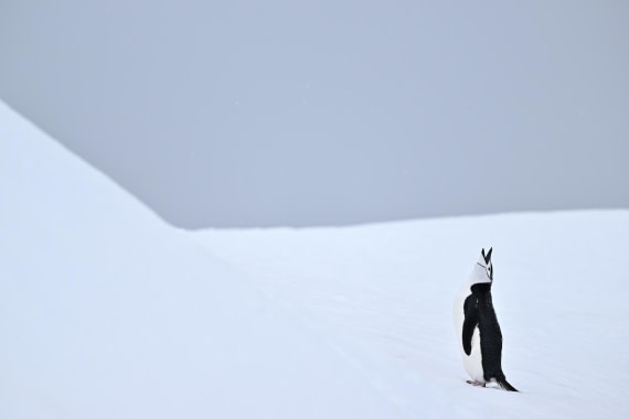 PLA20-24, Day 17, YA6_3216_20241103_7486 © Yves Adams - Oceanwide Expeditions.JPG