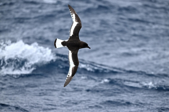 PLA20-24, Day 17, YA6_7977_20241103_7417 © Yves Adams - Oceanwide Expeditions.JPG