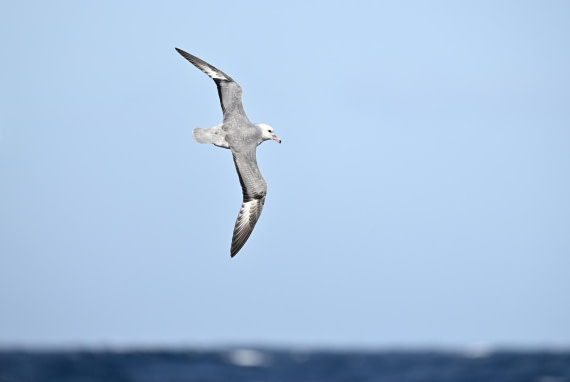 PLA20-24, Day 17, YA6_8763_20241103_7423 © Yves Adams - Oceanwide Expeditions.JPG