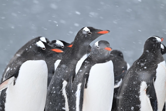 PLA20-24, Day 18, YA6_3781_20241104_7497 © Yves Adams - Oceanwide Expeditions.JPG