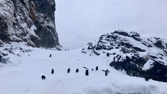 HDS21a24, Day 4, IMG_1988 © Unknown photographer - Oceanwide Expeditions.jpeg