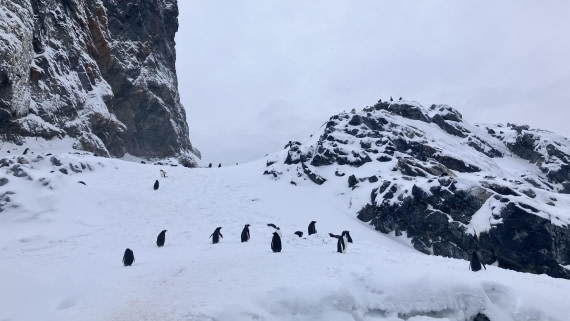 HDS21a24, Day 4, IMG_1989 © Unknown photographer - Oceanwide Expeditions.jpeg