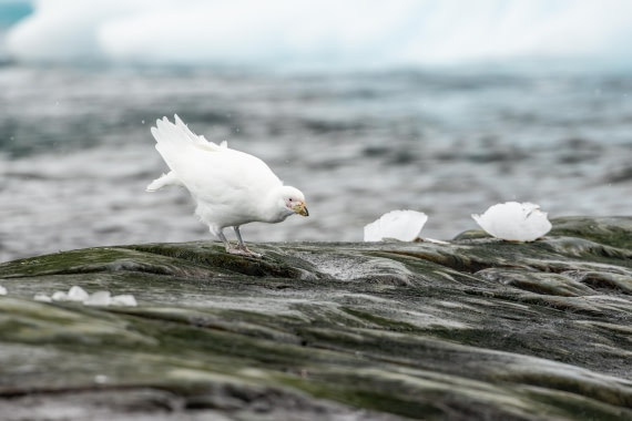 HDS21a24, Day 5, 2B5A3338 © Juan Berenstein - Oceanwide Expeditions.jpg
