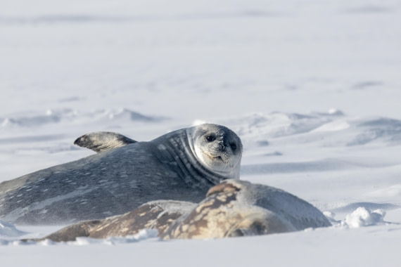 HDS21a24, Day 6, CT7A2817 © Unknown photographer - Oceanwide Expeditions.jpg