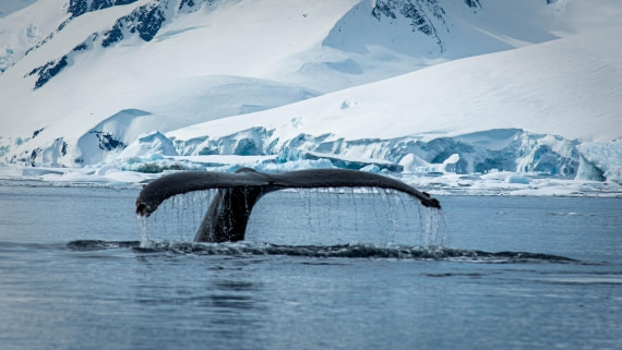 HDS21a24, Day 7, PAZ_8886 © Alexander Romanovskiy - Oceanwide Expeditions.jpg