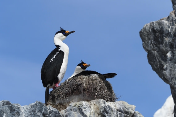 HDS21a24, Day 8, AntarcticShag © Meike Sjoer - Oceanwide Expeditions.JPG