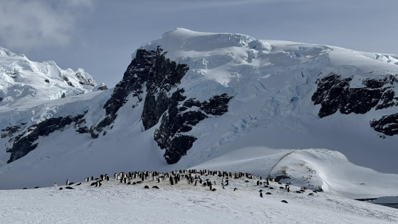 HDS21a24, Day 8, Cuverville3 © Meike Sjoer - Oceanwide Expeditions.jpg