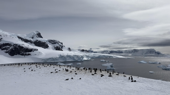 HDS21a24, Day 8, cuverville4 © Meike Sjoer - Oceanwide Expeditions.jpg